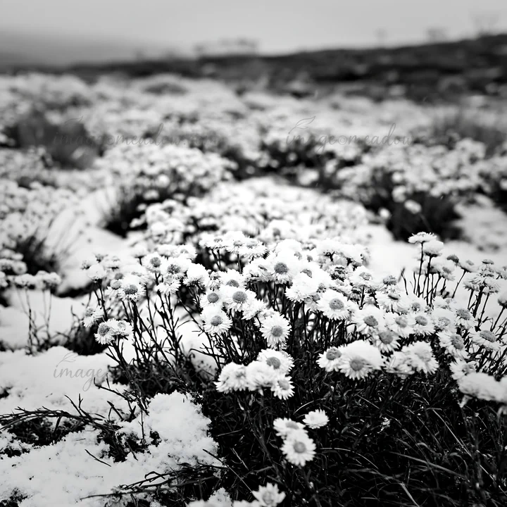 In a highland meadow covered in snow, clusters of white flowers grow among the frost, creating a striking contrast in a cold winter landscape. The scene capture