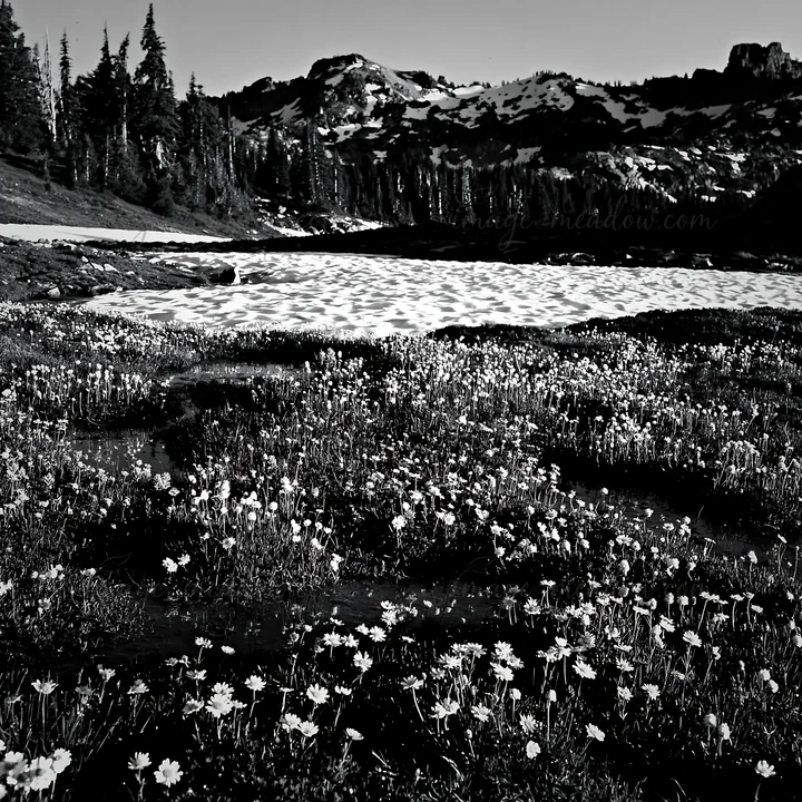 A meadow in Rocky Mountain Park is covered in snow and dotted with wildflowers. The scene captures the natural beauty of the landscape at midday. Presented as a