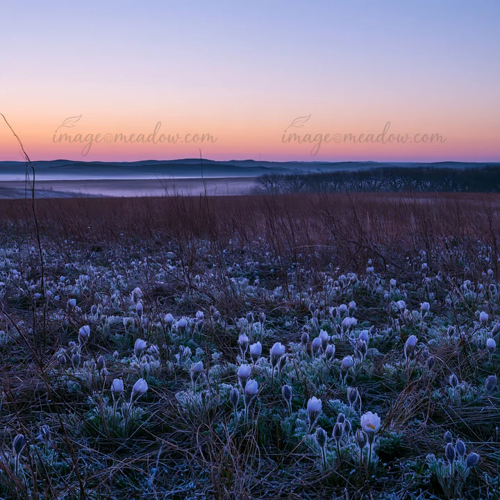 The scene shows a spring meadow filled with blooming flowers, taken at dawn. The sky transitions to soft colors as the sun rises, with frost still present on th