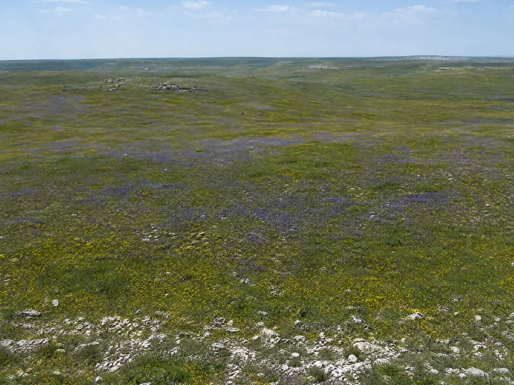A wide grassy area filled with purple and yellow wildflowers under a clear blue sky. The setting is a sunny chalk meadow, showing the natural beauty of the land