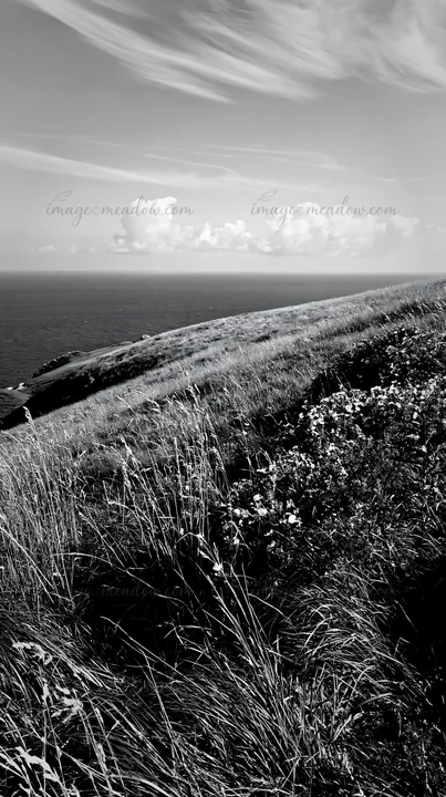 A sunny dry meadow stretches out toward the ocean. Grassy slopes and wildflowers are present. Clouds dot the sky, adding texture to the scene. This captures a n