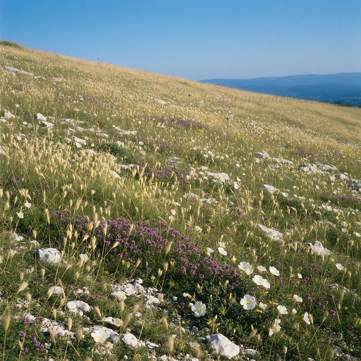 A limestone meadow covered with various flowers and grasses stretches under a clear sky. In the background, distant mountains create a scenic view. The scene is