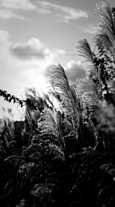 Plant life fills the meadow in Tokyo, showcasing seedheads and grasses, illuminated by warm light from the setting sun. The scene highlights urban biodiversity