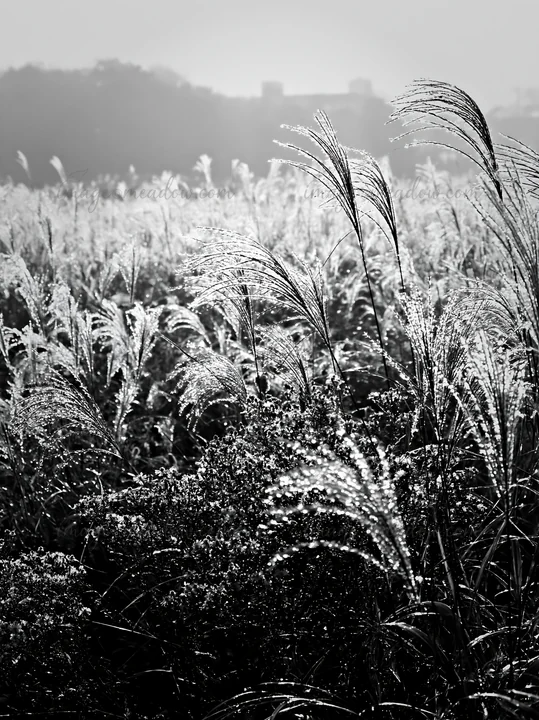 Seedheads in a meadow in Tokyo catch the sunlight, creating a shimmering effect. The grass appears vibrant and alive, showcasing the area's biodiversity. Presen