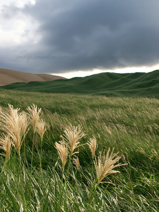 A meadow in Tottori features tall dune grasses swaying in the wind. Dark clouds loom above, accentuating the natural landscape. Dunes rise in the background, cr