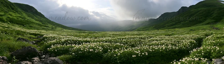 A view of the Toyama alpine meadow showing snowmelt and rocks in the foreground. The landscape is filled with various flowers and green grass under a cloudy sky