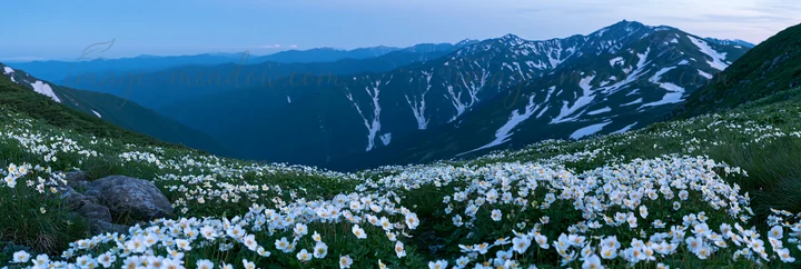 Snowmelt reveals a rock in the foreground of a meadow filled with white flowers. Mountains rise in the background under a clear sky, marking the transition from