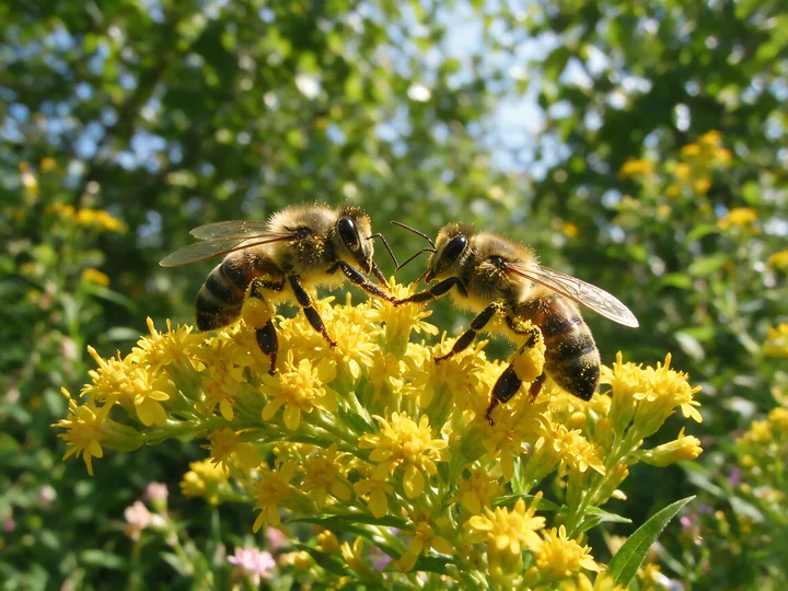 Two honey bees are busy interacting with each other on a bright yellow flower in a sunny garden.