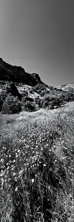 A view of a valley apple meadow with wildflowers in the foreground and hills in the background. The scene is captured in black and white, highlighting the natur