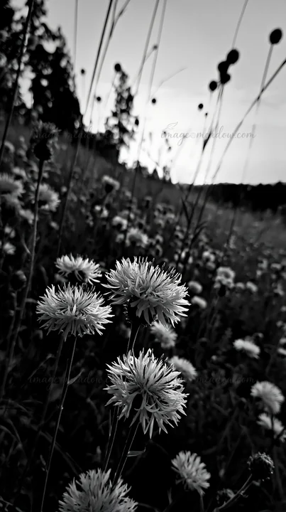 Violet knapweed flowers grow in a meadow during sunset. Tall grasses surround the flowers, creating a natural landscape. The scene captures the essence of a wil