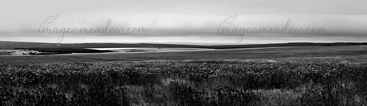 A view of a violet knapweed meadow stretches across the landscape. The horizon features rolling hills under a cloudy sky. The scene captures the essence of natu