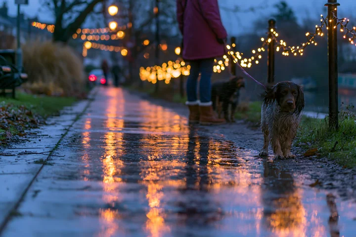 Wet dog and walker on a decorated path as Christmas lights reflect across rain-covered pavement.