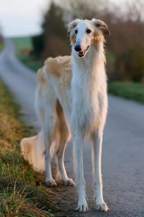 White Borzoi standing on a paved country road beside grass in warm evening light.
