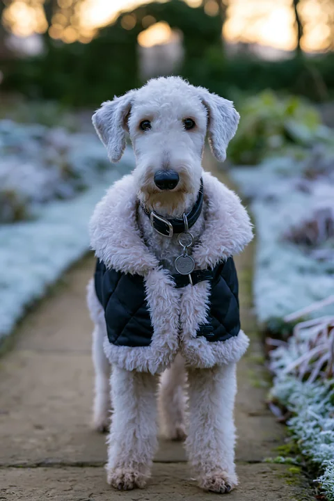 White curly-haired dog wearing a black winter coat stands on a garden path outdoors.