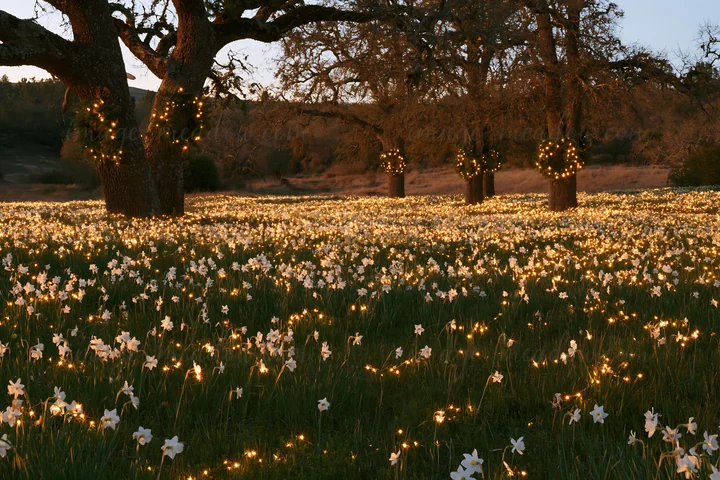 A meadow filled with native flowers is illuminated by fairy lights. The scene shows trees adorned with lights, creating a warm atmosphere during the evening hou