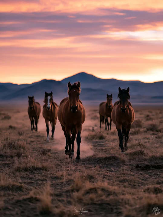 Wild horses running across desert plain in the evening light.