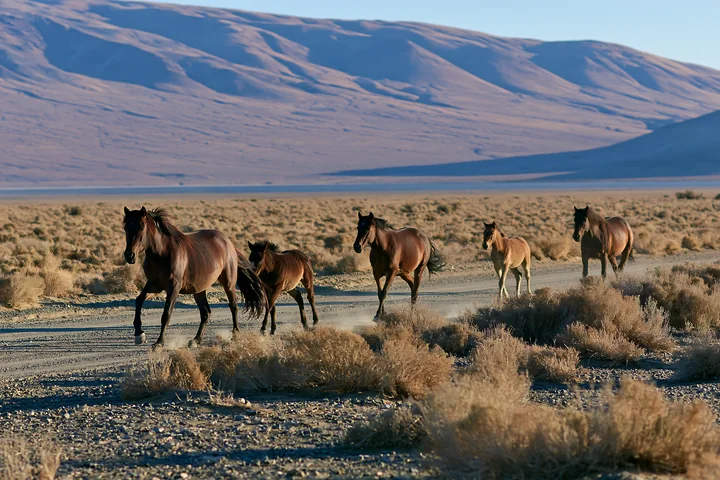 Wild horses running across desert plain show their strength and freedom as they trot across the dry landscape.