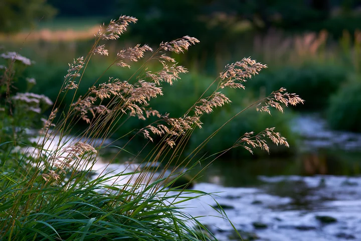 Wind blowing through meadow grass creates gentle movements as a stream flows nearby.