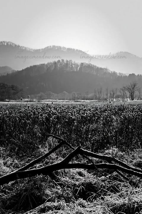 A branch lies on dried grass in a rewilded meadow in Yamagata. The background shows hills and trees under soft daylight, creating a natural setting. Presented a
