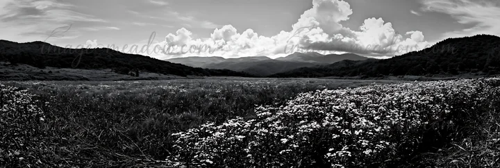 A fallen branch is visible in the foreground of a meadow in Yamagata. The scene features tall grass and wildflowers under a bright sky with clouds and mountains