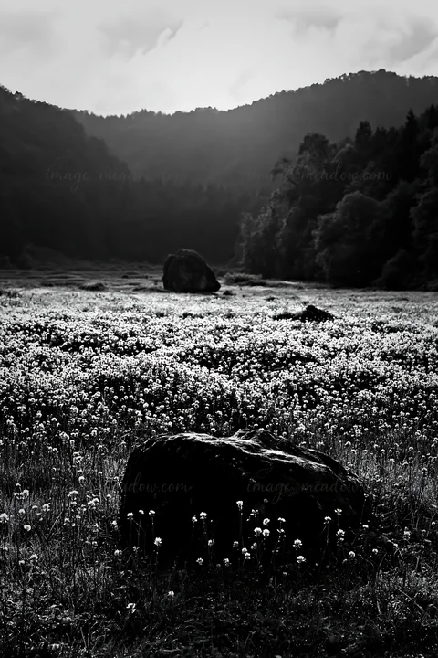A pale boulder sits in a lush limestone meadow filled with white flowers. The background shows soft hills and trees under a cloudy sky. Sunlight peeks through t