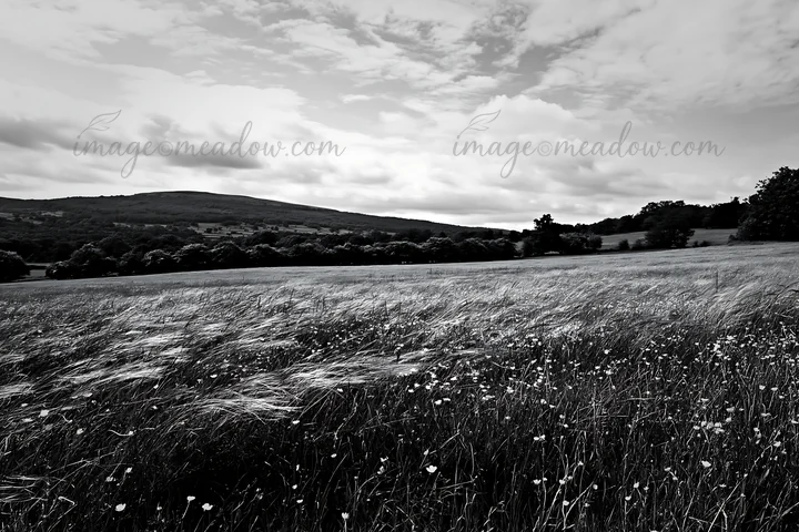 A wide view of a buttercup hay meadow in the Yorkshire Dales. The scene shows tall grass swaying gently under a cloudy sky. Trees are visible in the background