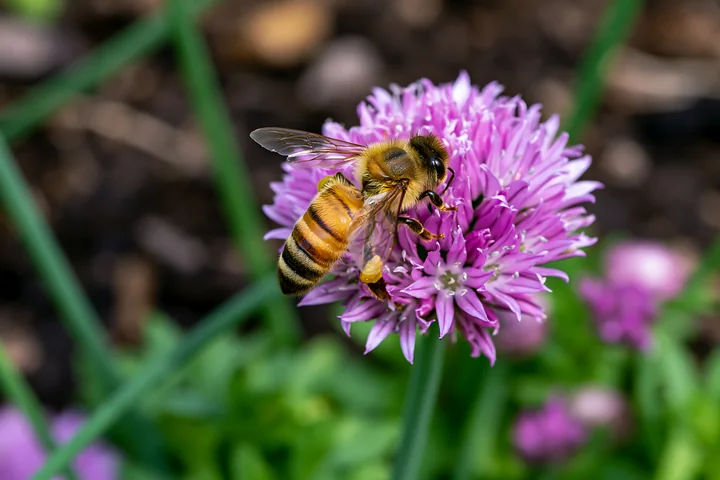 A bee collects nectar from chive flowers in a herb bed, surrounded by green foliage.