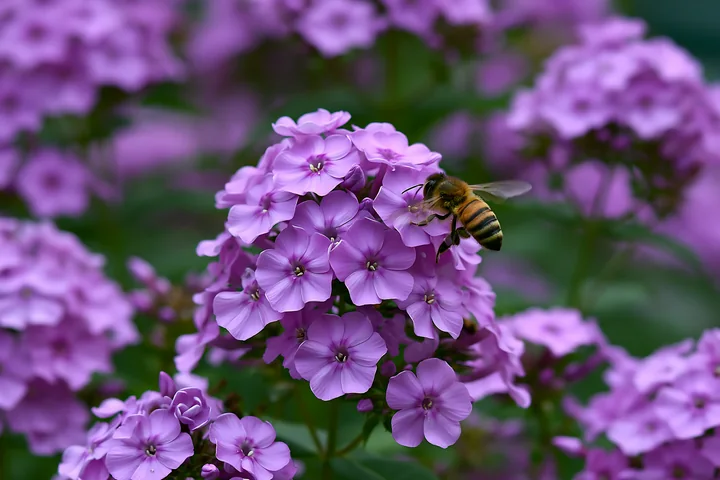 A bee collects nectar from vibrant phlox flowers in a cottage garden setting.