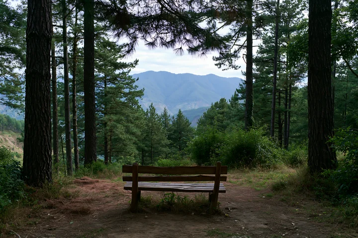A bench sits in a pine forest, offering a view of a distant mountain range.