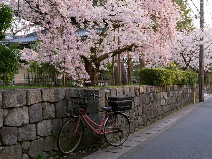 A bicycle rests against a stone wall along a cherry blossom avenue in Kyoto.