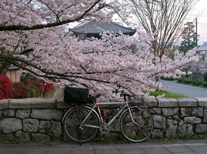 A bicycle rests against a stone wall beside cherry blossom trees in full bloom along a street in Kyoto.