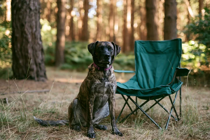 A brindle-coated dog sits calmly next to a camping chair in a forest setting.