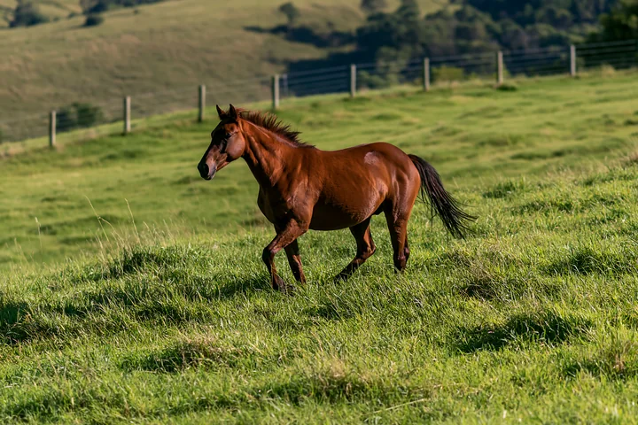 A brown horse is running through a lush green pasture with hills in the background.