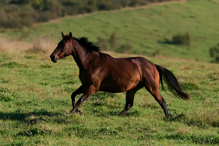 A brown horse runs freely through a grassy pasture surrounded by green hills.