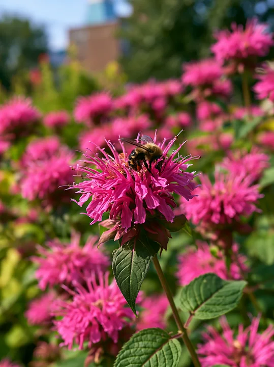 A bumblebee collects nectar from vibrant monarda flowers in a garden.