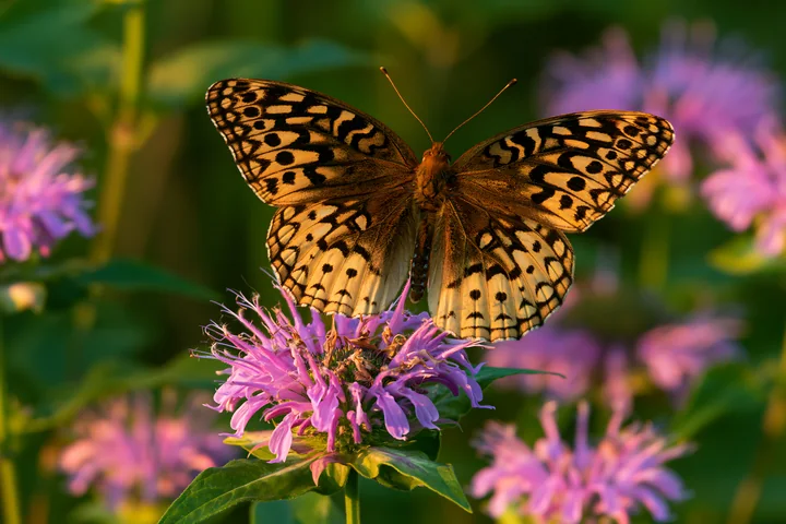 A butterfly lands on monarda flowers in a lush garden, surrounded by green plants and soft light during the golden hour.