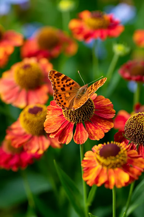 A butterfly rests on bright helenium flowers in a garden border during sunny weather.