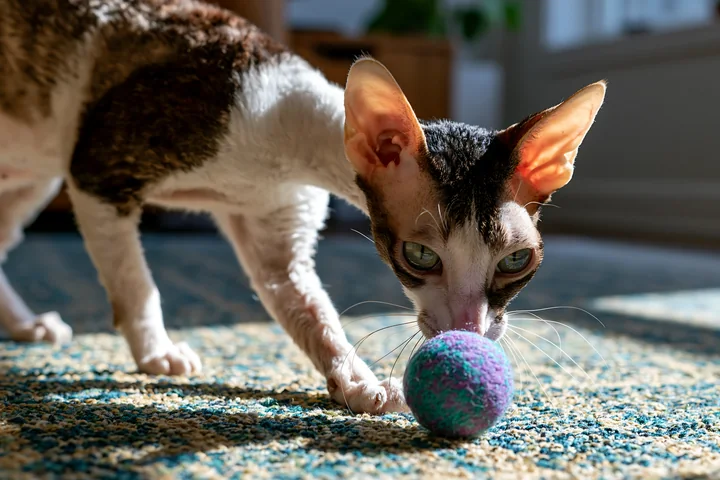 A cat explores a colorful ball on a textured rug indoors.