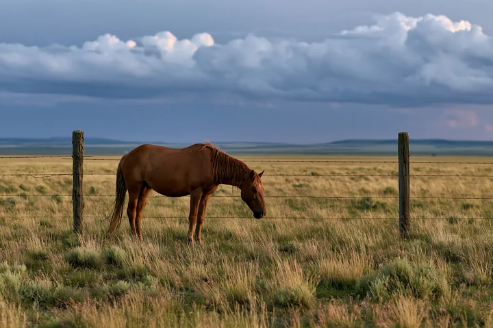A chestnut horse grazes in a dry grassland beside a barbed-wire fence beneath towering clouds.