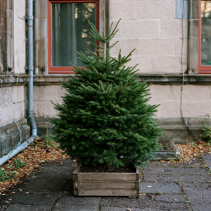 A Christmas tree in a planter stands near a building with red windows.