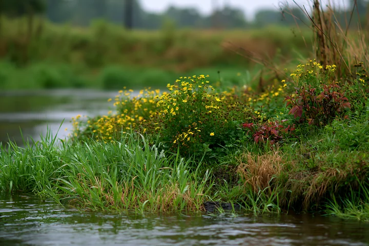 A cluster of yellow flowers grows on a small island by a stream, surrounded by lush green grass and plants after recent rain.