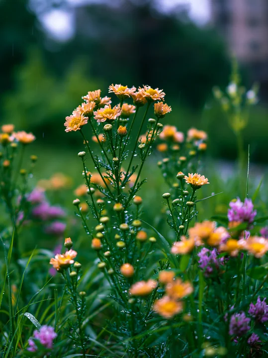 A cluster of yellow flowers stands tall in a green urban meadow among buildings.