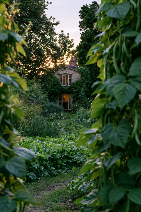 A country house with vegetable garden is framed by green plants and trees at sunset.
