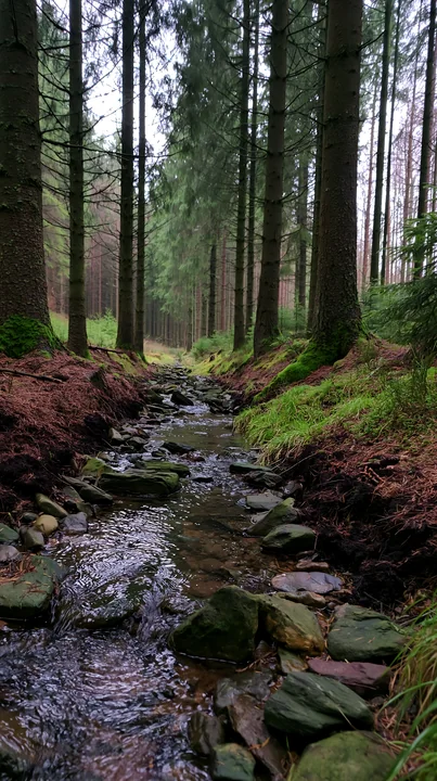 A creek flows gently through a forest, surrounded by tall trees and green vegetation.