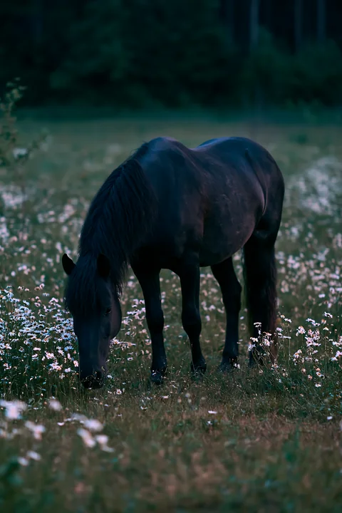 A dark horse grazes among white flowers in a nighttime grassland.