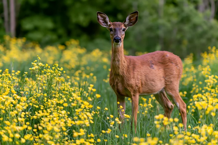 A deer stands at the edge of a sunny meadow filled with yellow flowers.