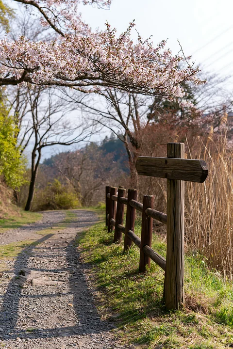 A dirt path winds through a peaceful Japanese countryside with cherry blossoms.