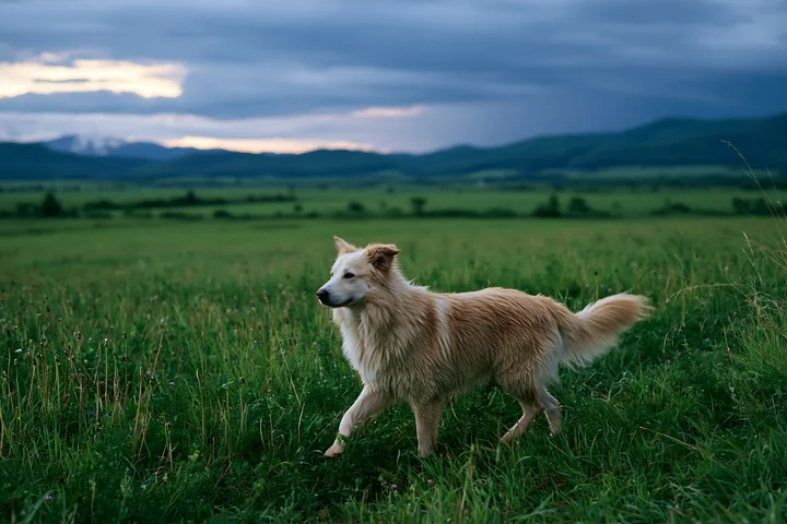 A dog walks through a green meadow under dark storm clouds.