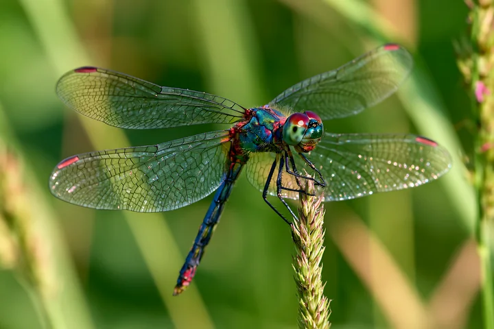 A dragonfly rests on a blade of grass in a meadow.