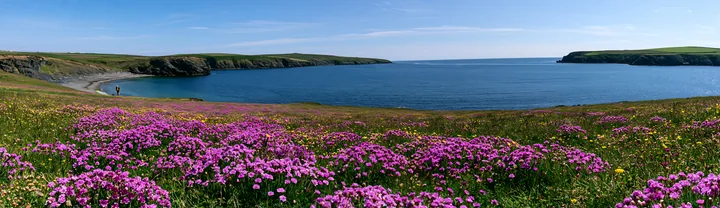 A field of wildflowers blooms beside a calm sea under a clear blue sky.